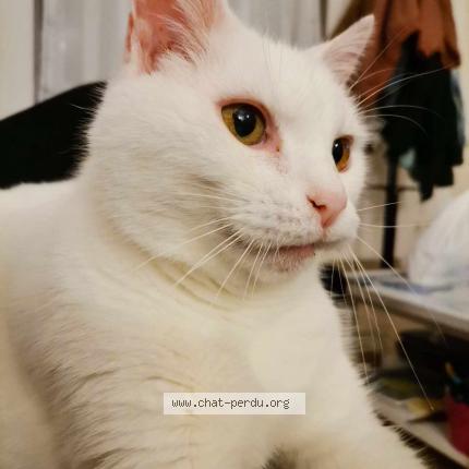 Foto 1/1 Kat teruggevonden Vermist in Froyennes