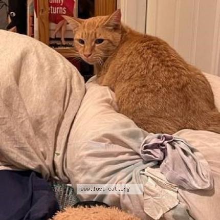 Photo 1/1 Reunited cat Lost in Chantilly