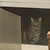 Picture of cat found at Livry Gargan