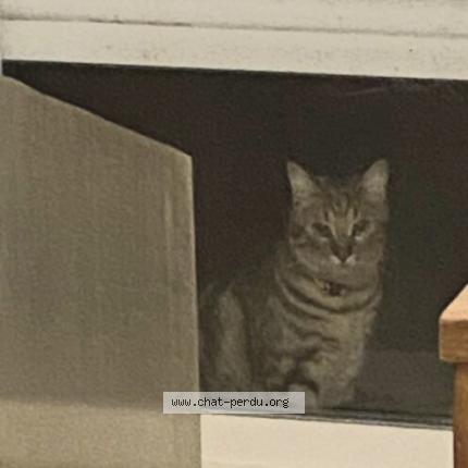 Photo 1/1 Cat reunited Found in Livry gargan