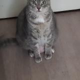 Picture of cat lost at Clermont Ferrand
