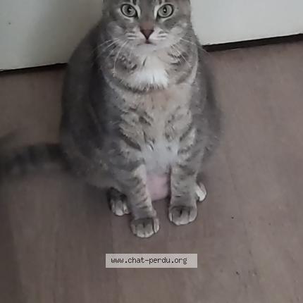 Photo 1/1 Olya Chat lost in Clermont ferrand