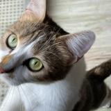 Picture of cat lost at Saint Brice Sous Foret