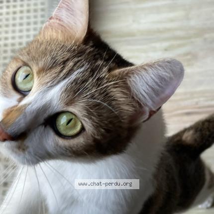 Photo 1/1 JOCE Chat lost in Saint brice sous foret