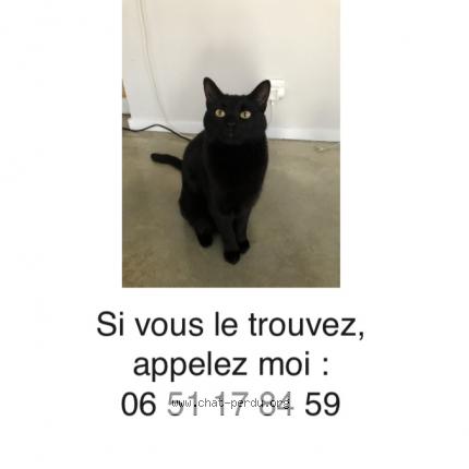 Foto 1/1 Kat teruggevonden Vermist in Bruxelles
