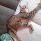 Picture of cat lost at St Julien En Quint