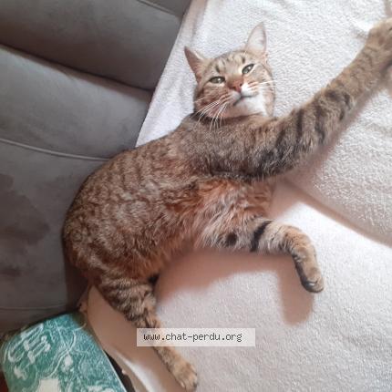 Photo 1/1 Tigrou Chat lost in St julien en quint