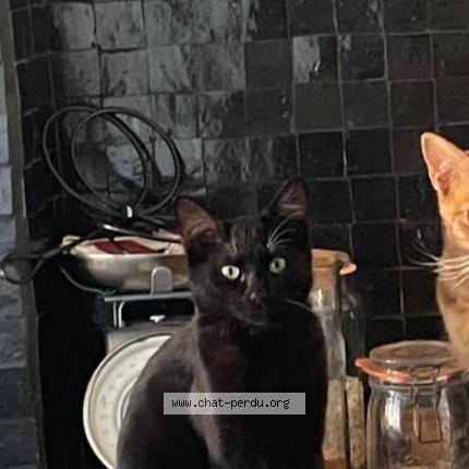 Foto van vermiste kat in Namur