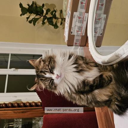 Photo 1/1 Sushi Chat lost in Cerons