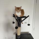 Picture of cat lost at Cuisery