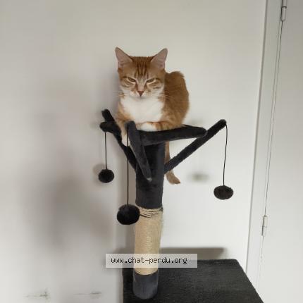 Photo 1/1 oika Chat lost in Cuisery