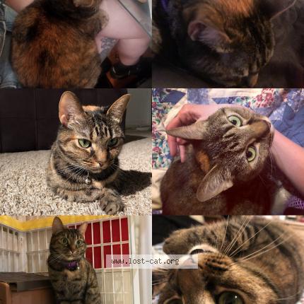 Photo 1/1 Reunited cat Lost in Inglewood