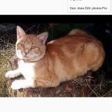 Picture of cat lost at Labouheyre