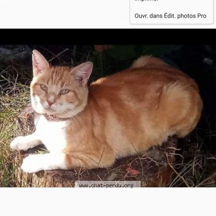 Photo 1/2 Pitchounet Chat lost in Labouheyre