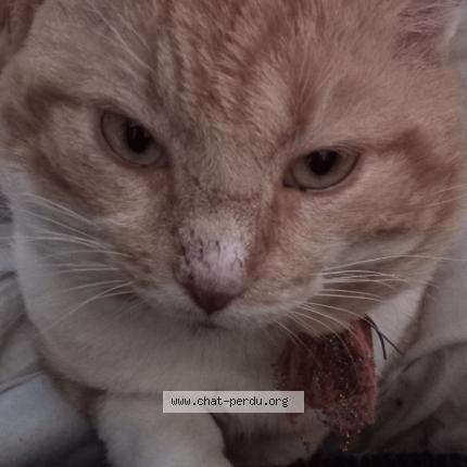 Photo 2/2 Pitchounet Chat lost in Labouheyre