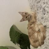 Picture of cat lost at La Courneuve