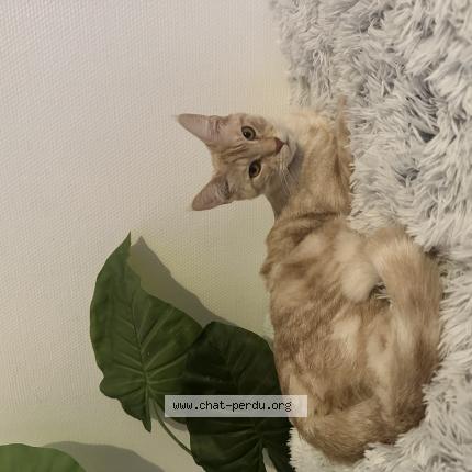 Photo 1/1 Nono Chat lost in La courneuve