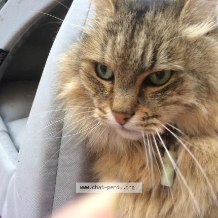 Photo 1/1 Moka Chat lost in Rueil malmaison