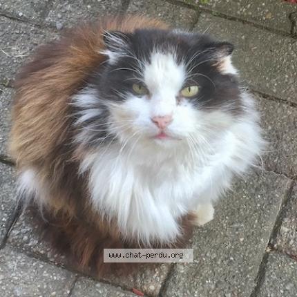 Foto 1/1 Kat teruggevonden Vermist in Manage