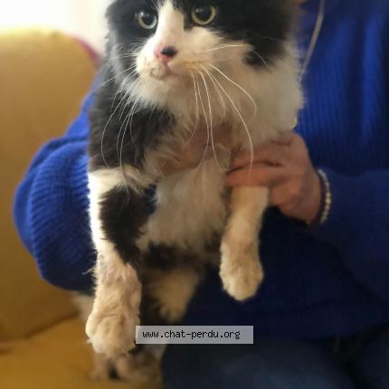 Photo 1/1 Cat reunited Lost in St julien de l herms