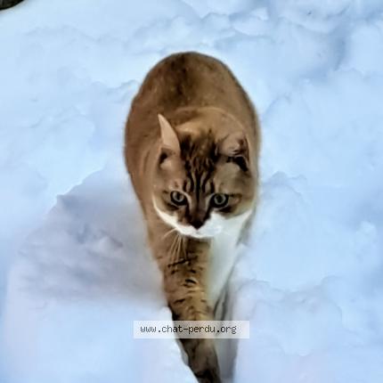 Foto van vermiste kat in Liege