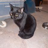 Picture of cat found at Grenoble