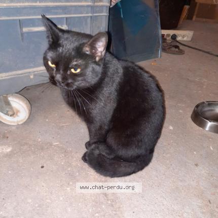 Photo 1/1 Cat reunited Found in Grenoble