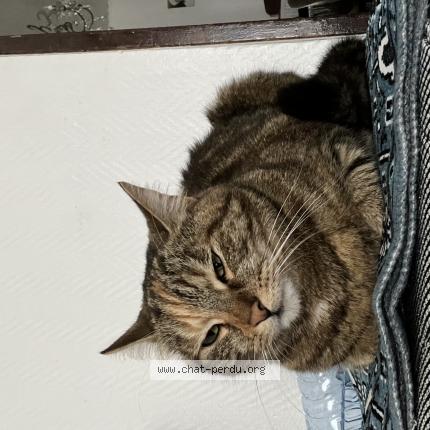 Foto 1/1 Kat teruggevonden Vermist in Bruxelles