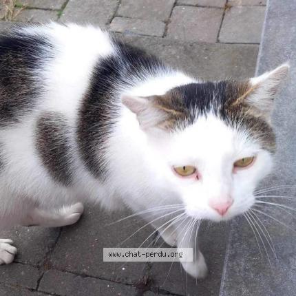 Foto 1/1 Kat teruggevonden Vermist in Beyne Heusay