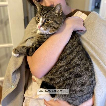 Photo 1/1 Reunited cat Lost in Madison