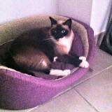 Picture of cat lost at Puget Sur Argens