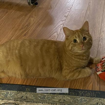 Picture of cat lost at Southboro