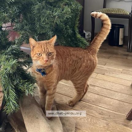 Foto 1/1 Kat teruggevonden Vermist in Rhisnes