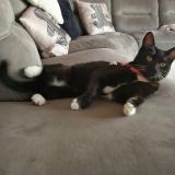 Picture of cat lost at Romans Sur Isere