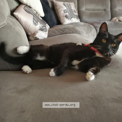 Photo 1/1 Minou Chat lost in Romans sur isere