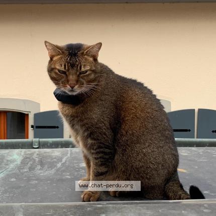 Foto einer verlorenen Katze in Lutry