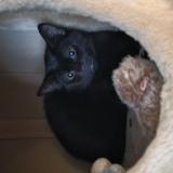 Picture of cat lost at Montreal