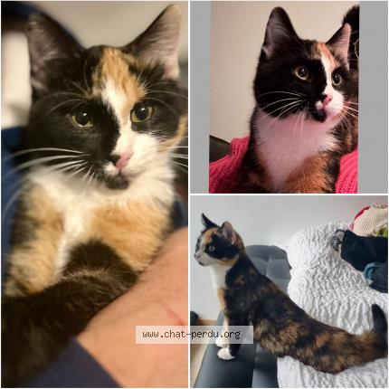 Foto einer verlorenen Katze in Gland