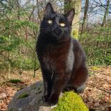 Picture of cat lost at Moyenmoutier