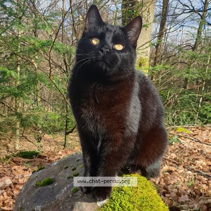 Photo 1/1 Cat reunited Lost in Moyenmoutier