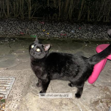 Foto van gevonden kat in Woluwe Saint Pierre