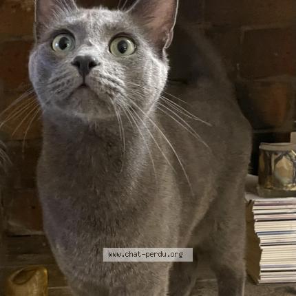 Photo 1/1 Reunited cat Lost in Carpentras