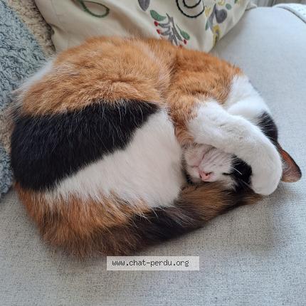 Foto 1/1 Kat teruggevonden Vermist in Bruxelles