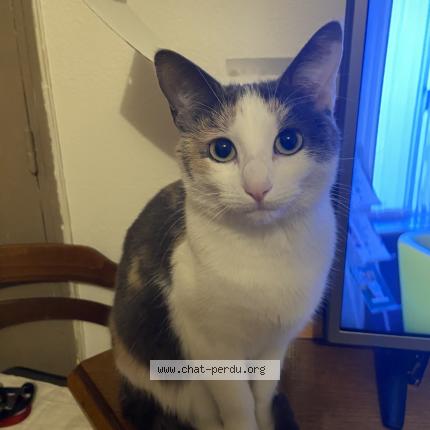 Photo 1/1 Reunited cat Lost in Carpentras
