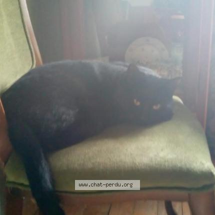 Photo 1/1 Cat reunited Lost in Chaville