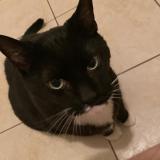 Picture of cat lost at Lavaltrie