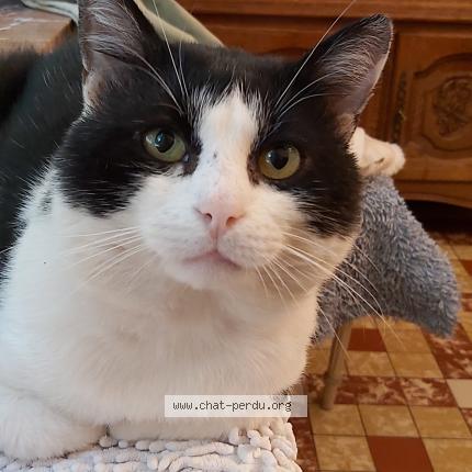 Foto 1/1 Kat teruggevonden Vermist in Court St Etienne