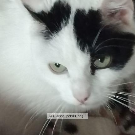 Foto 1/1 Kat teruggevonden Vermist in Soignies