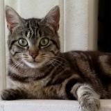 Picture of cat lost at Creon