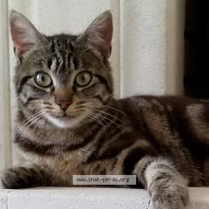 Photo 1/1 Fauve Chat lost in Creon